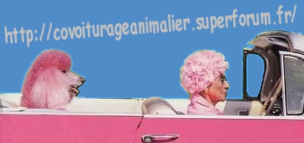 Service co-voiturage animalier